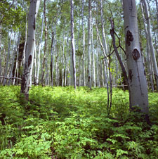 Aspen