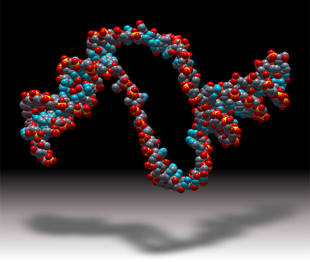 DNA transcription bubble